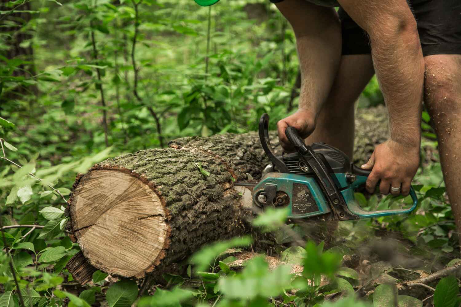 The Steps Involved in Our Tree Care Process in Uniontown, AL